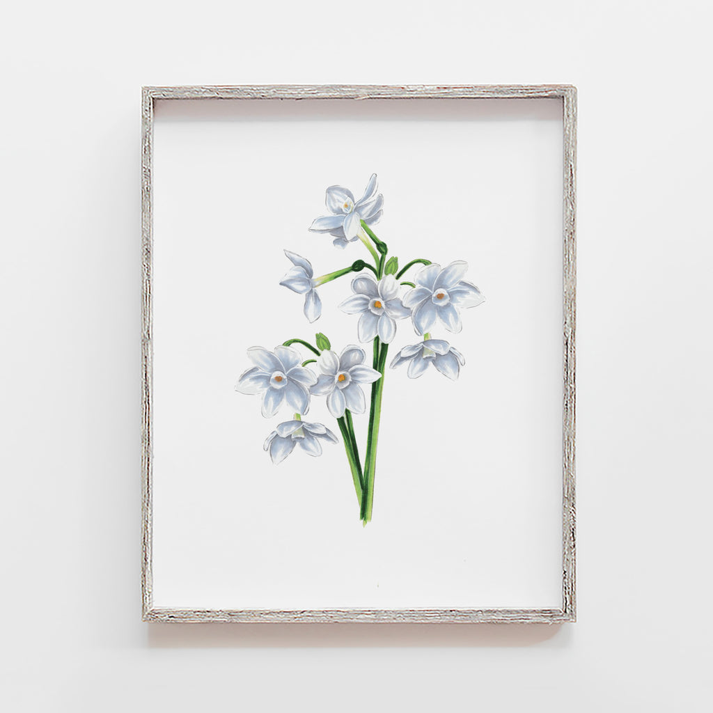 Narcissus Flower Art Print
