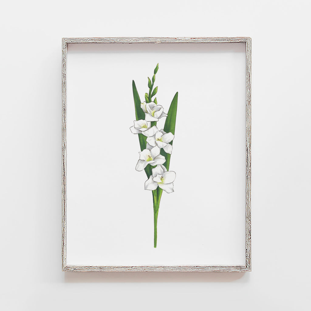 Gladiolus Flower Art Print