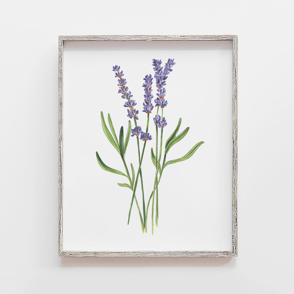 lavender plant art Lavender Herb Flower Art Print