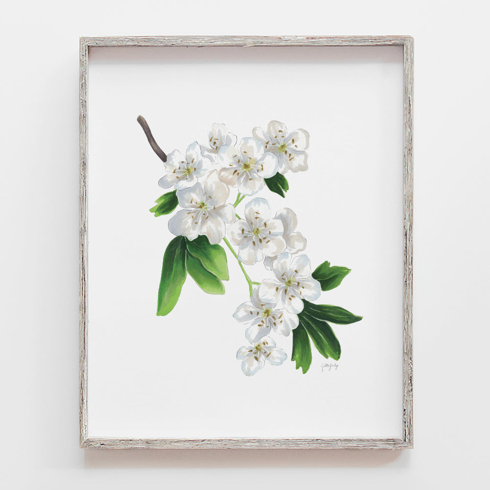 Hawthorn Flower Art Print