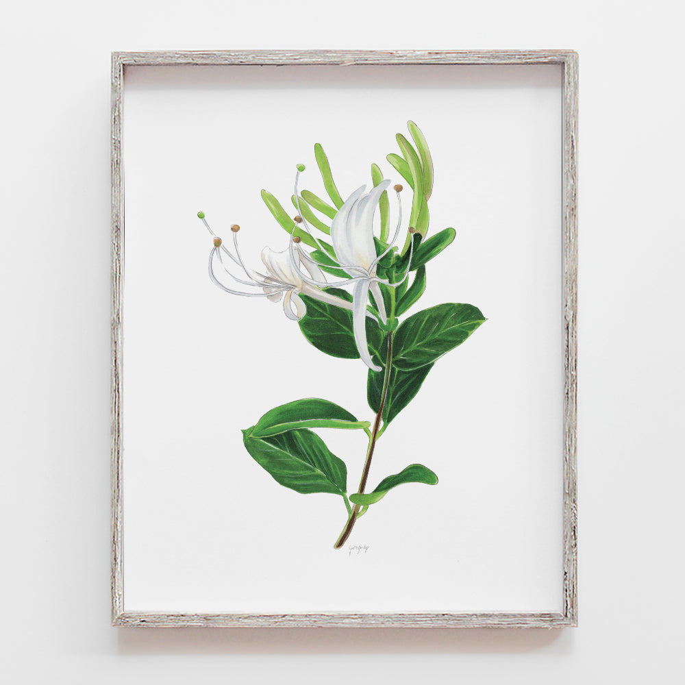 Honeysuckle Flower Art Print