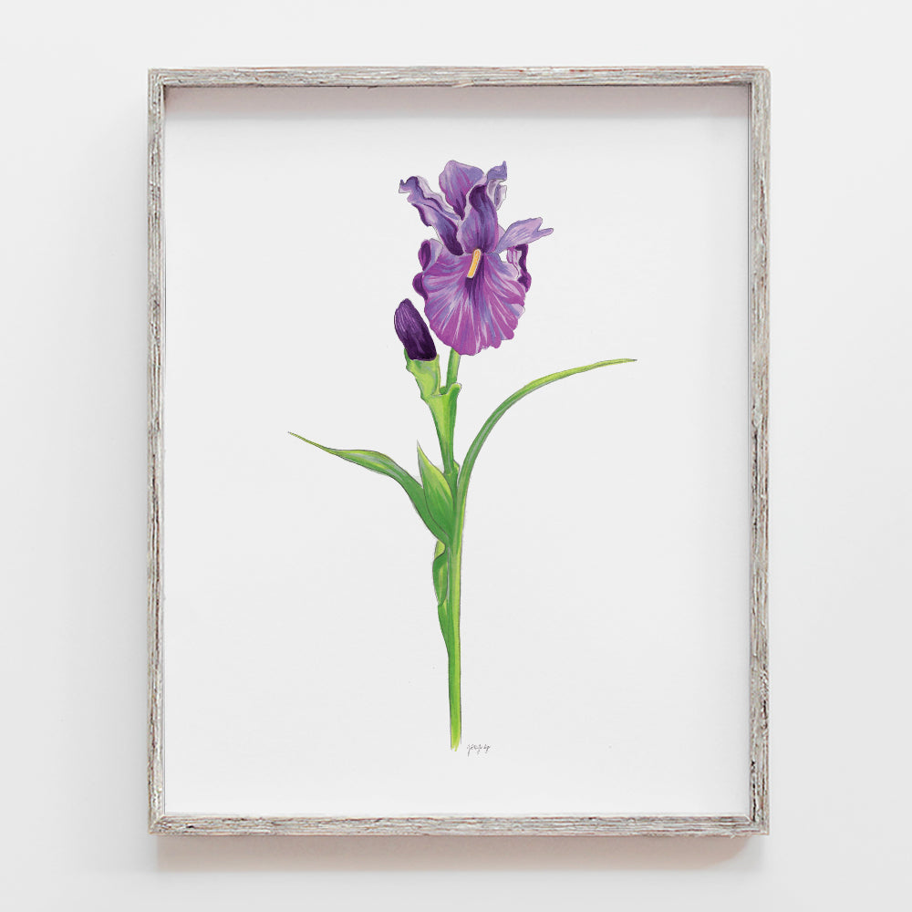 Iris Flower Art Print