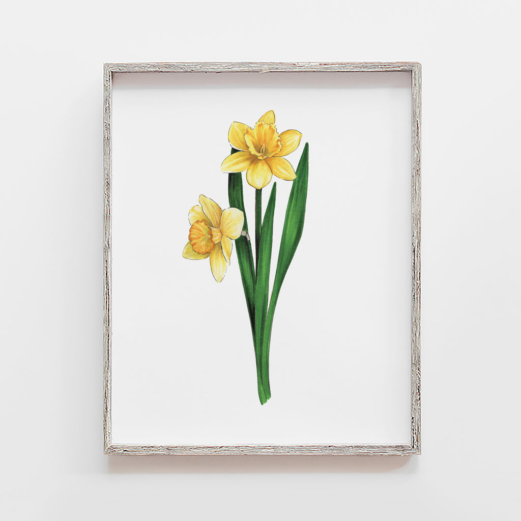 Daffodil Flower Art Print