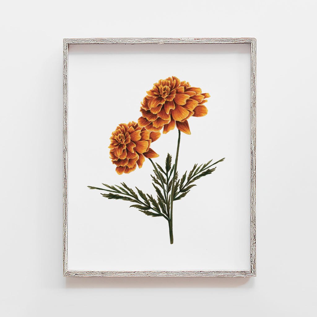 Marigold Flower Art Print